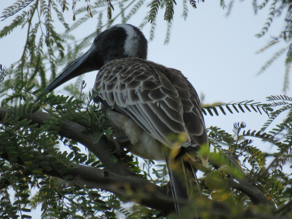 African Gray Hornbill - ML223750821