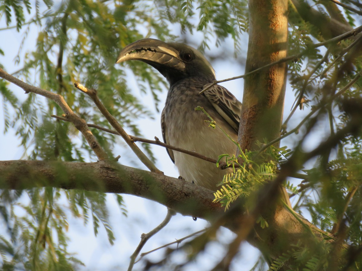 African Gray Hornbill - ML223750861