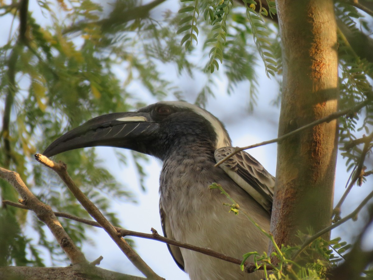 African Gray Hornbill - ML223750871