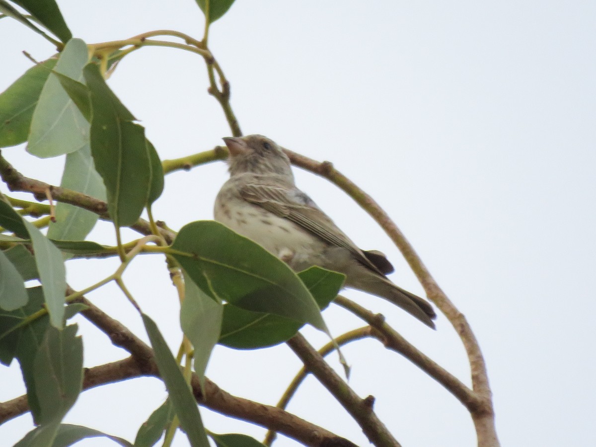 White-rumped Seedeater - ML223751161