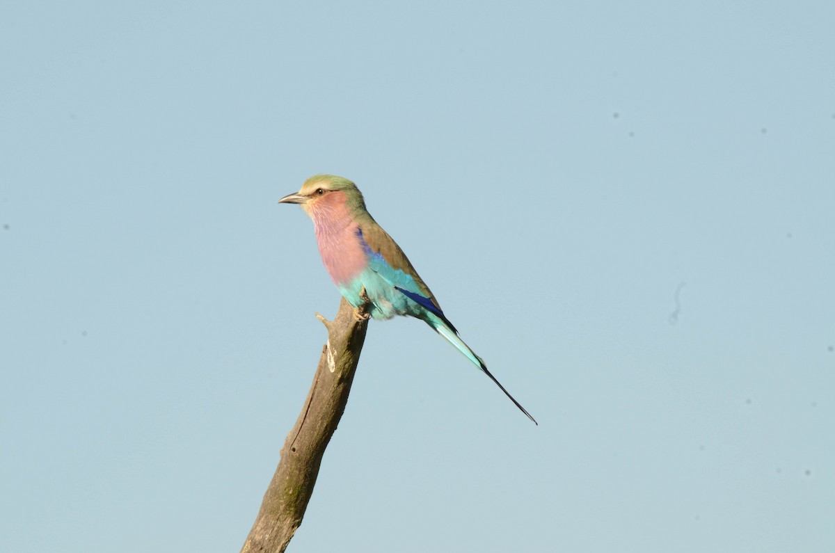 Lilac-breasted Roller - Terence Alexander
