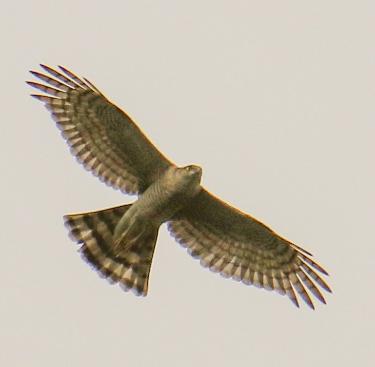 Eurasian Sparrowhawk - Pradyumna Vidwansa