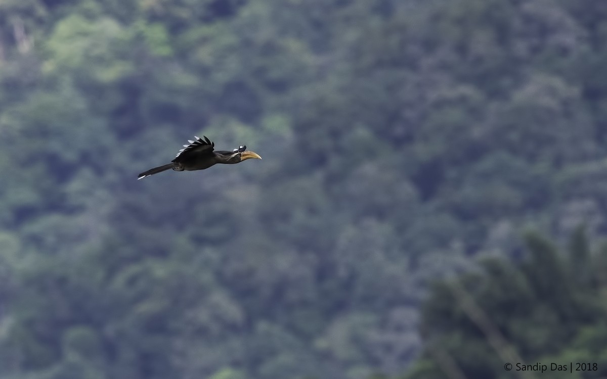 Malabar Gray Hornbill - Sandip Das