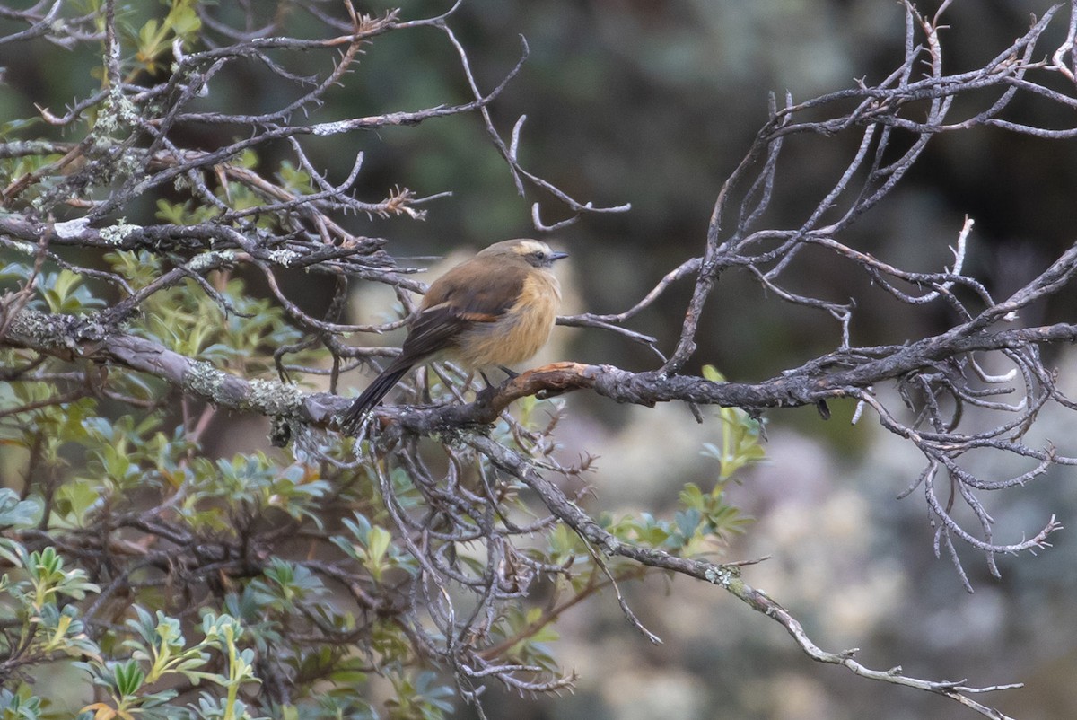 Brown-backed Chat-Tyrant - ML223752791