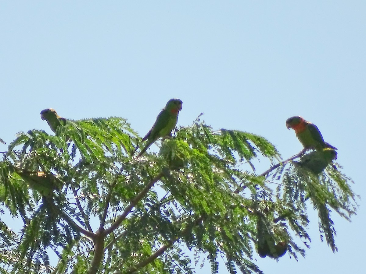 Green Parakeet (Red-throated) - ML22375371