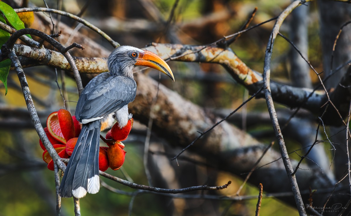 Malabar Gray Hornbill - Abhishek Das