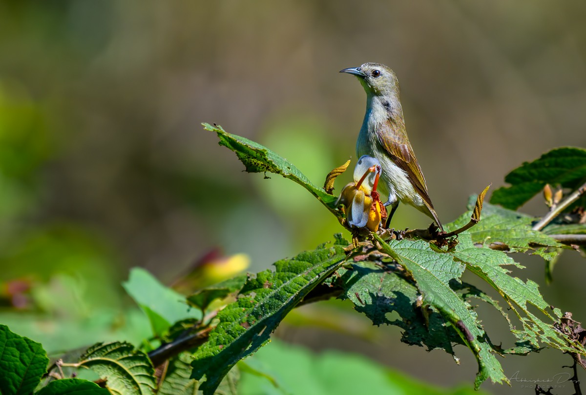 Nilgiri Flowerpecker - ML223754121