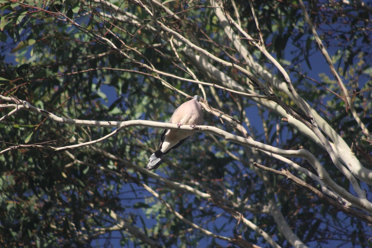 Spotted Dove - ML223755501