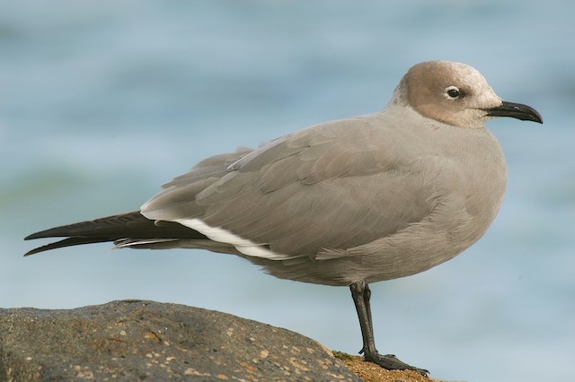Definitive Basic Gray Gull - Gray Gull - 