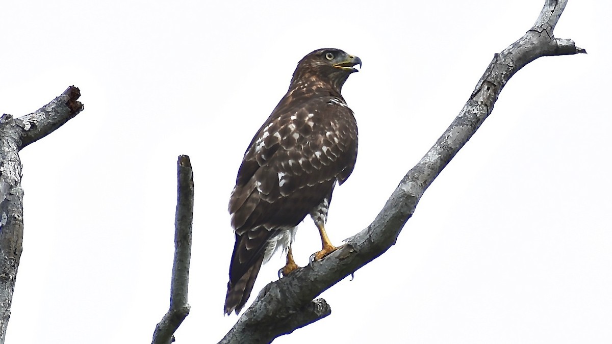 Red-tailed Hawk (solitudinis) - ML223764621