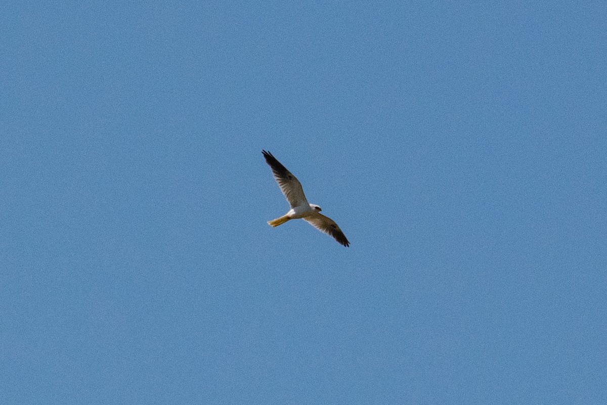 White-tailed Kite - ML223764701
