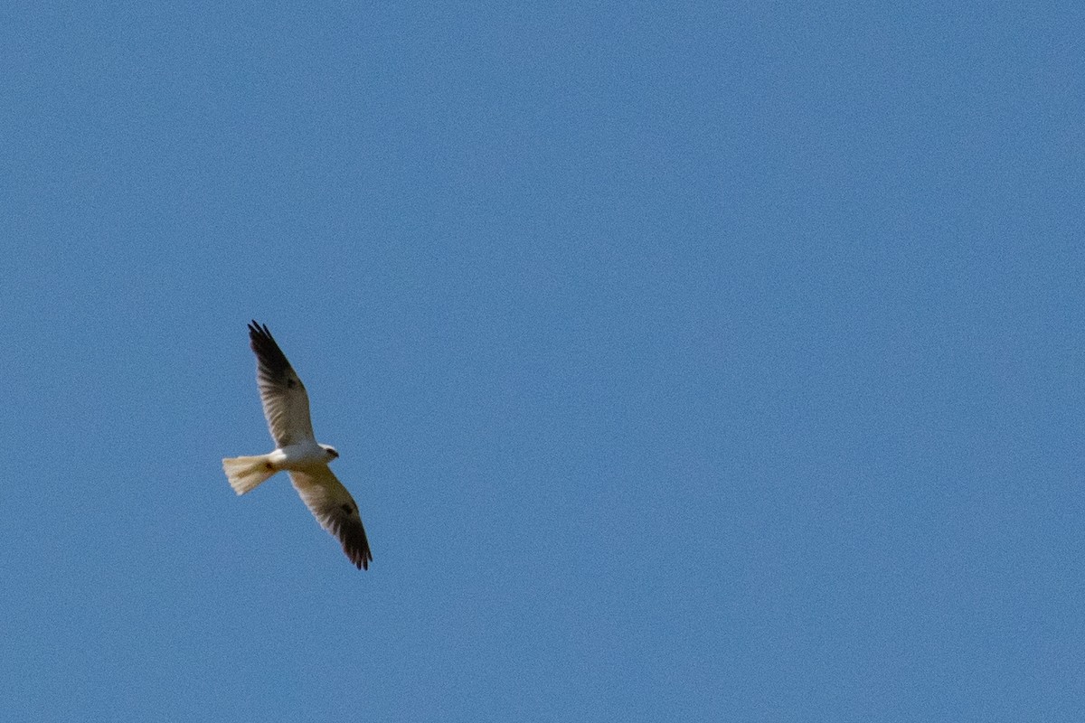 White-tailed Kite - ML223764721