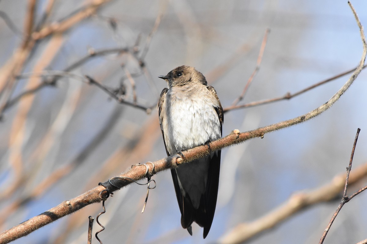 Northern Rough-winged Swallow - Ben Kaake