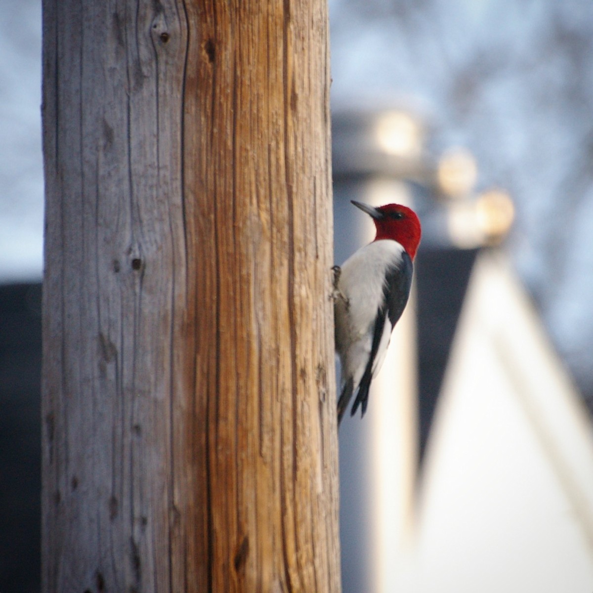 Red-headed Woodpecker - Rebecca Peterson