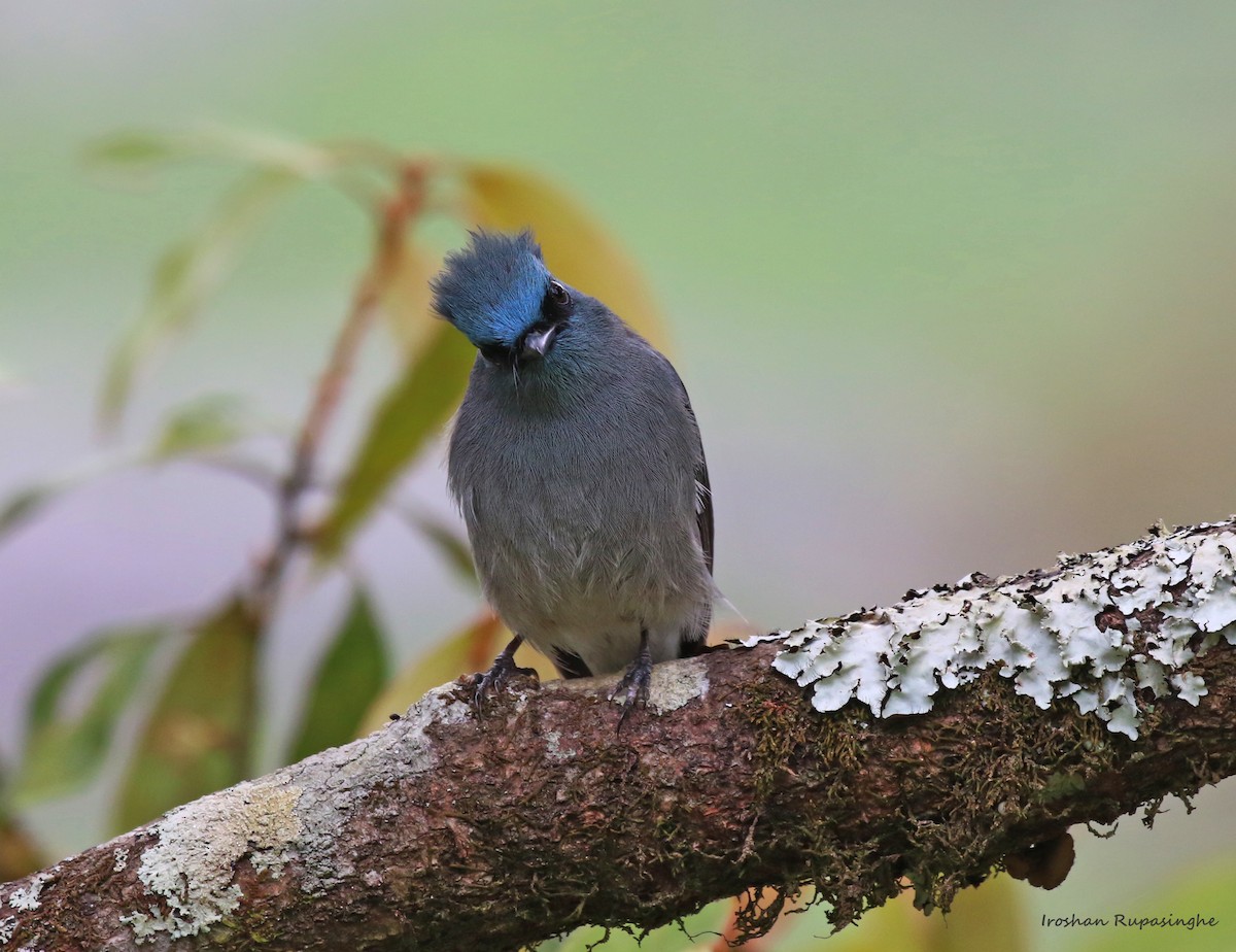 Dull-blue Flycatcher - Iroshan Rupasinghe