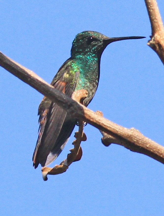 Blue-tailed Hummingbird - ML22376911