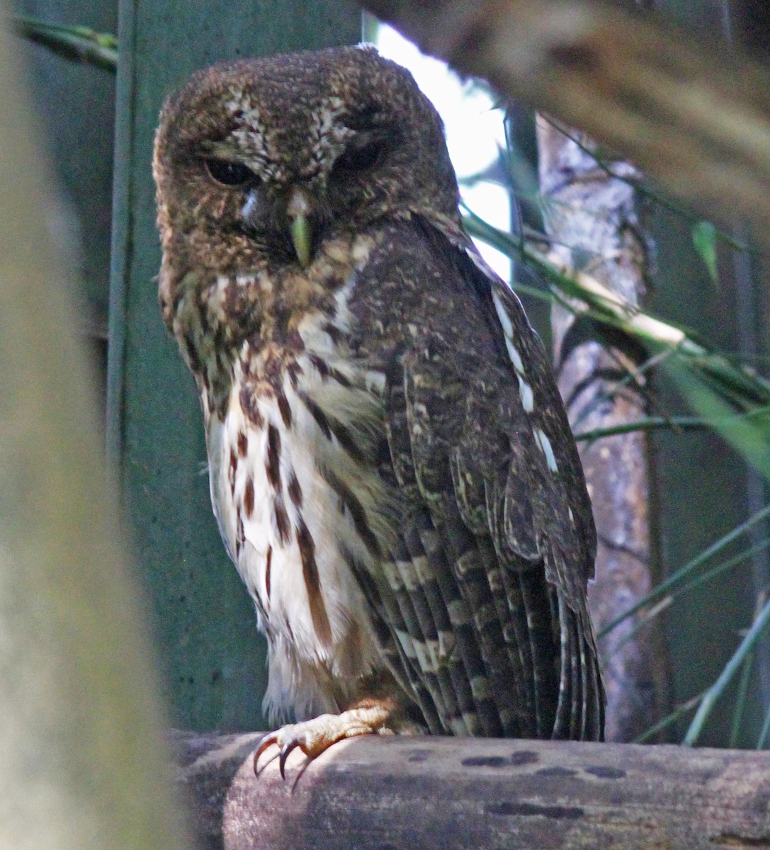 Mottled Owl - ML22377381