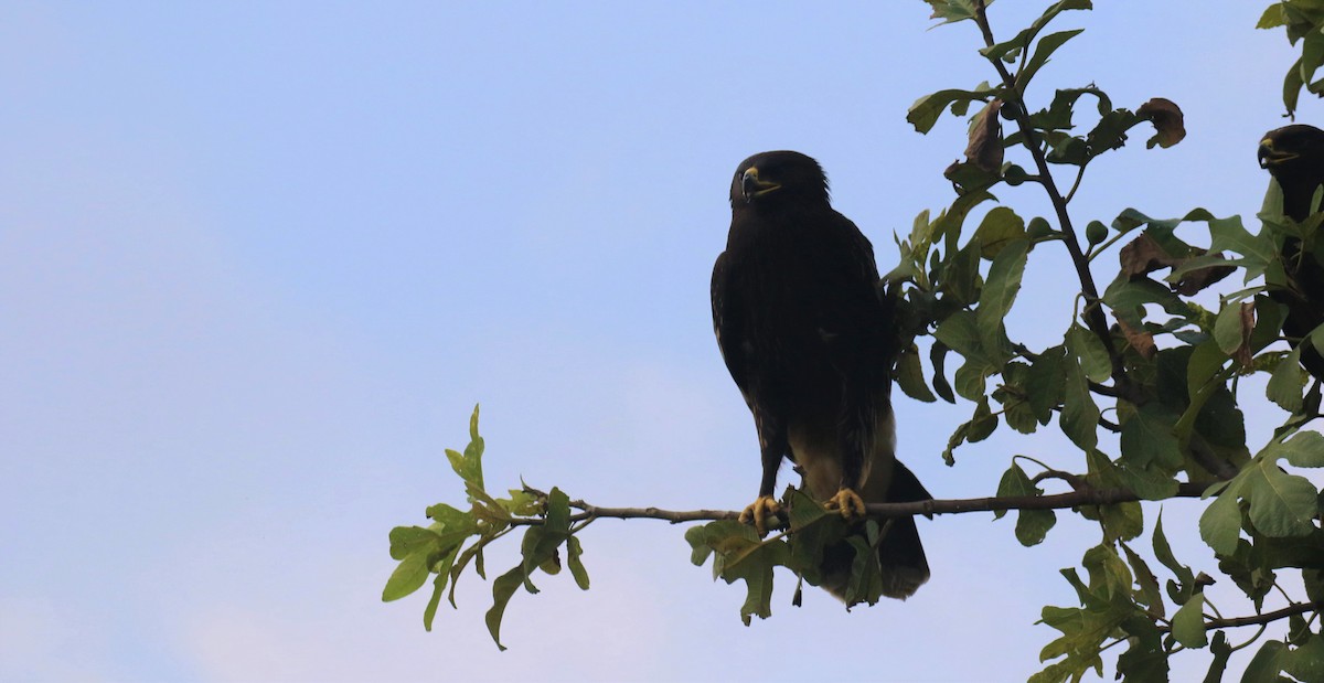 Greater Spotted Eagle - ML223780321