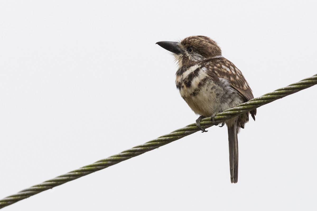 Two-banded Puffbird - ML223781201