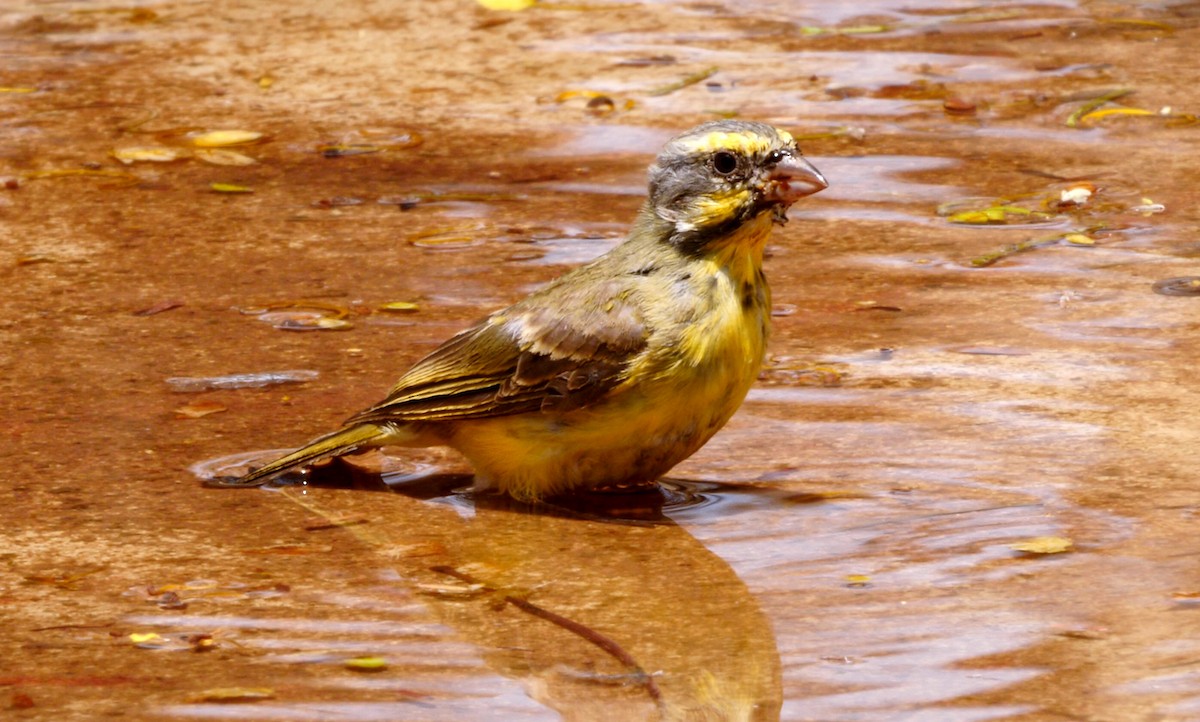 Yellow-fronted Canary - ML223783401
