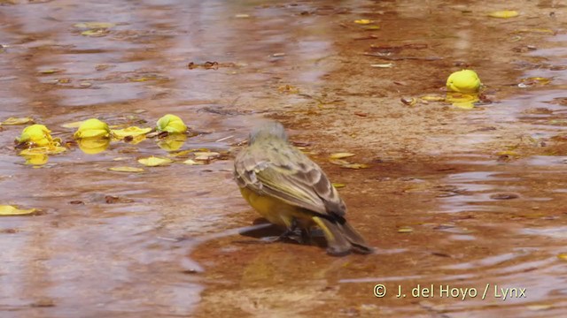 Yellow-fronted Canary - ML223783441