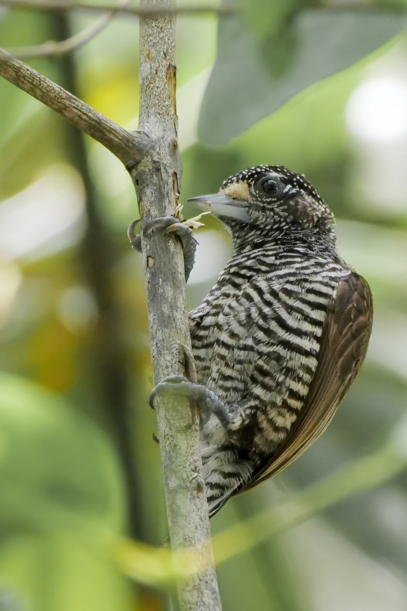 White-barred Piculet (Marajo) - ML223790901