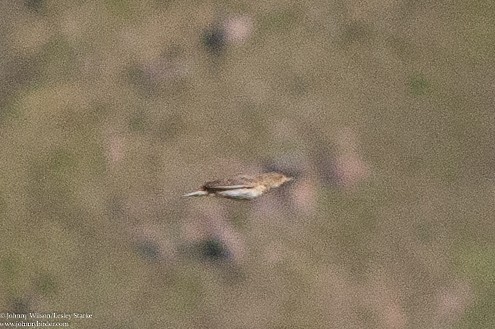 Short-tailed Pipit - ML223791811