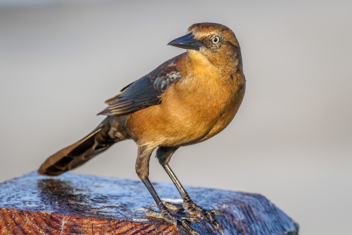 Boat-tailed Grackle - Denise Hargrove