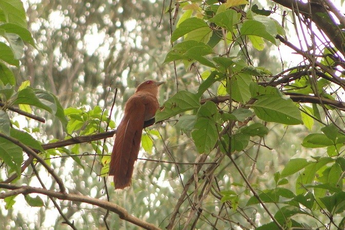 Squirrel Cuckoo - Carlos Otávio Gussoni