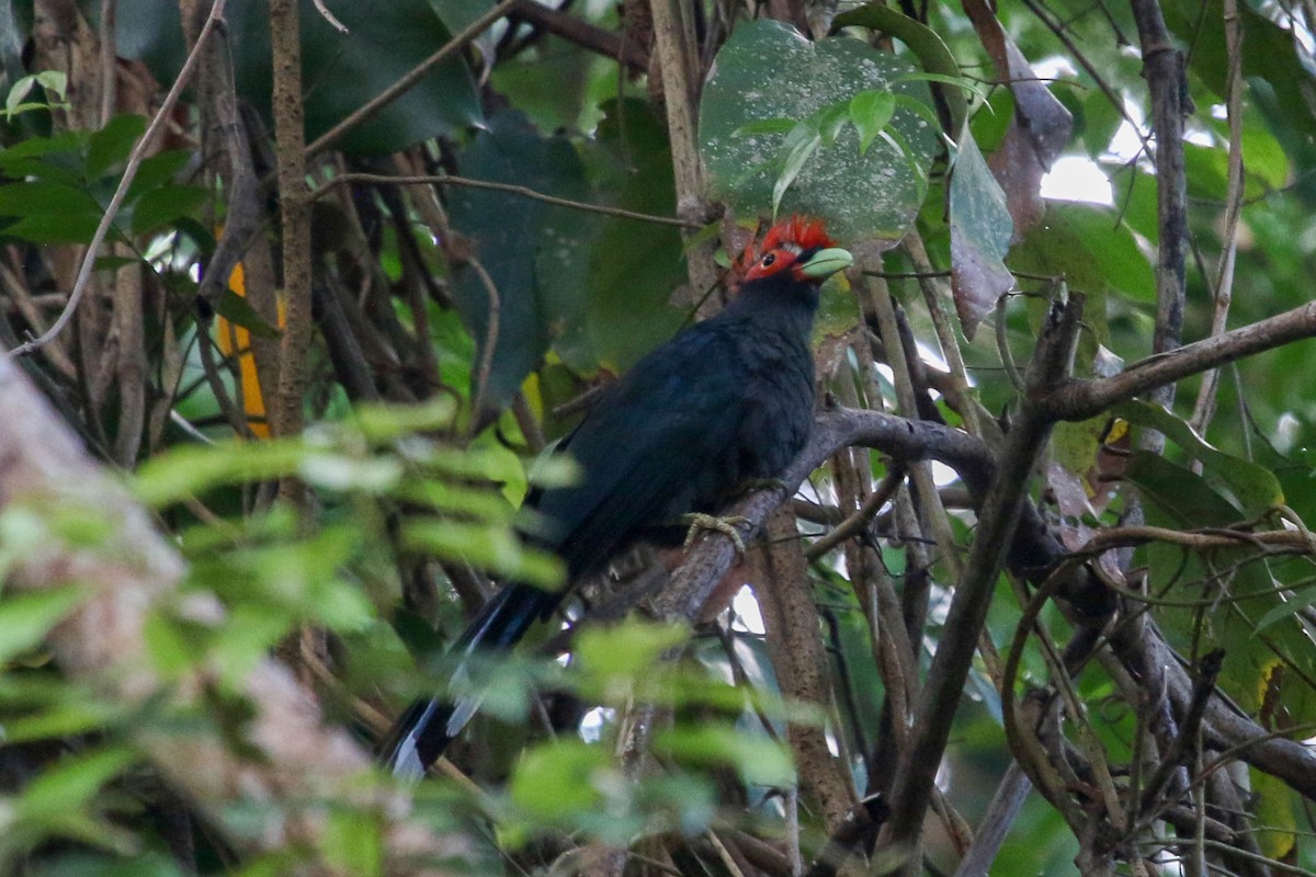 Red-crested Malkoha - ML223802431