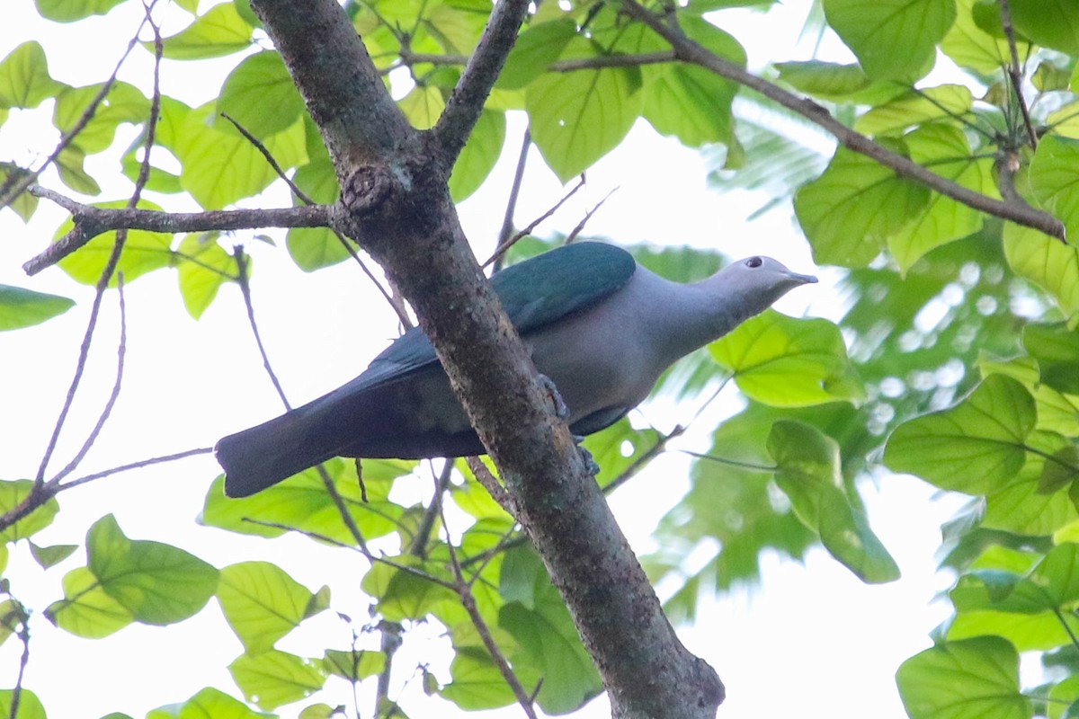 Green Imperial-Pigeon - ML223802481
