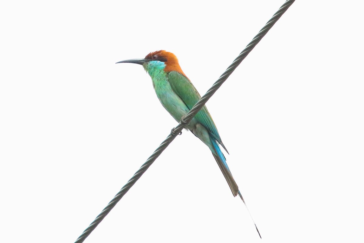 Rufous-crowned Bee-eater - ML223802551
