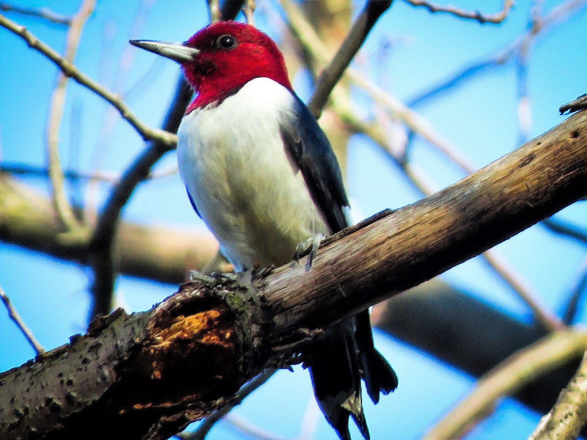 Red-headed Woodpecker - ML223805661