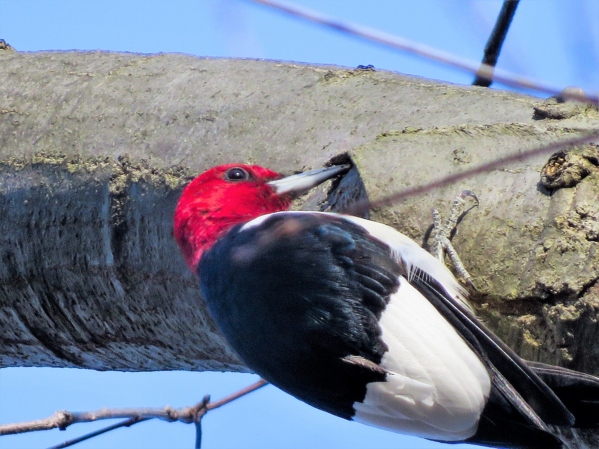Red-headed Woodpecker - ML223805671