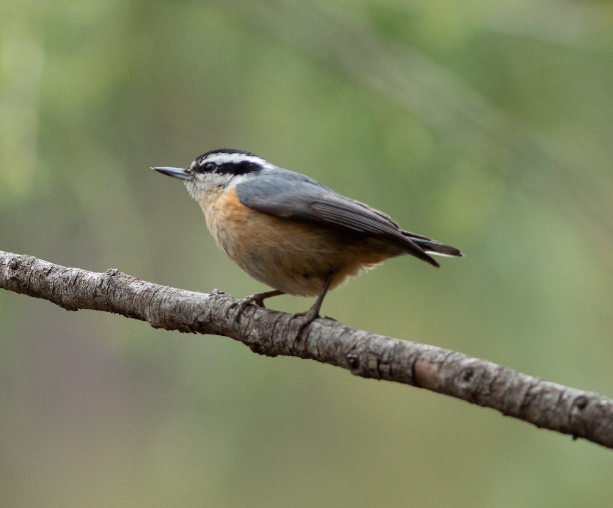 Red-breasted Nuthatch - Nelson Wilhite