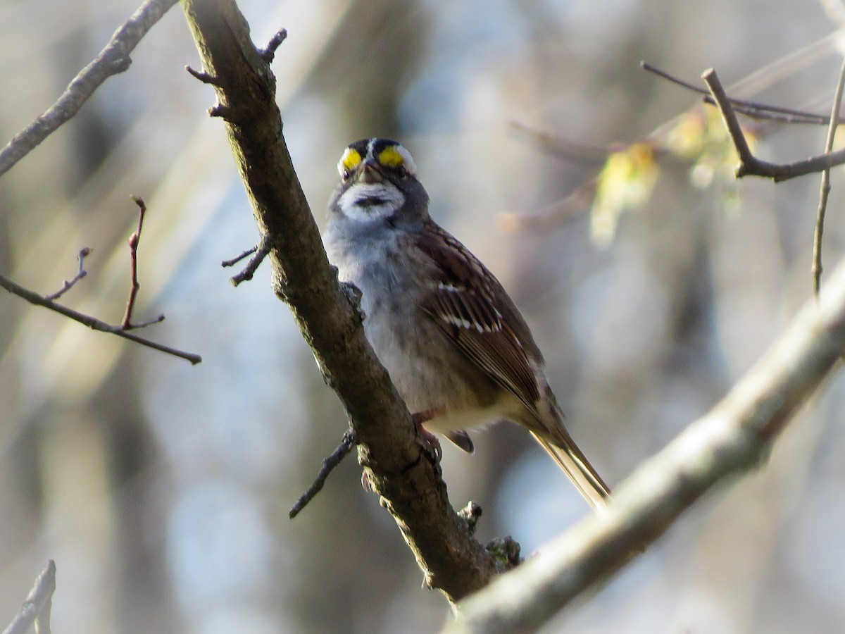 White-throated Sparrow - ML223805791