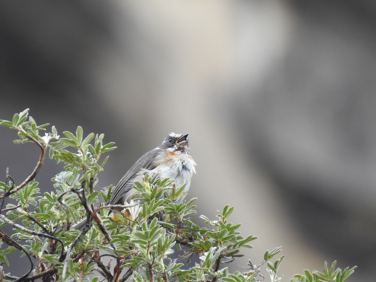 Plain-tailed Warbling Finch - Fernando Angulo - CORBIDI