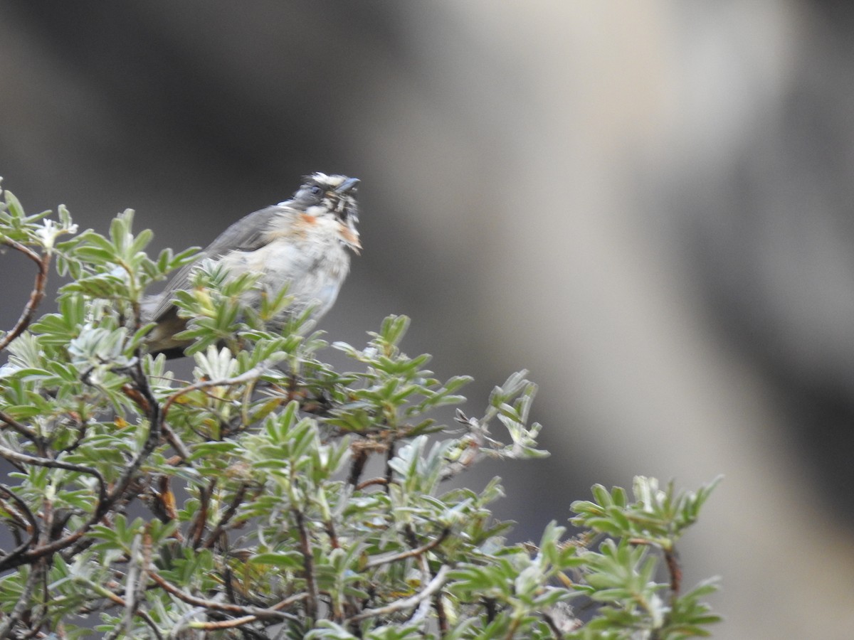 Plain-tailed Warbling Finch - Fernando Angulo - CORBIDI