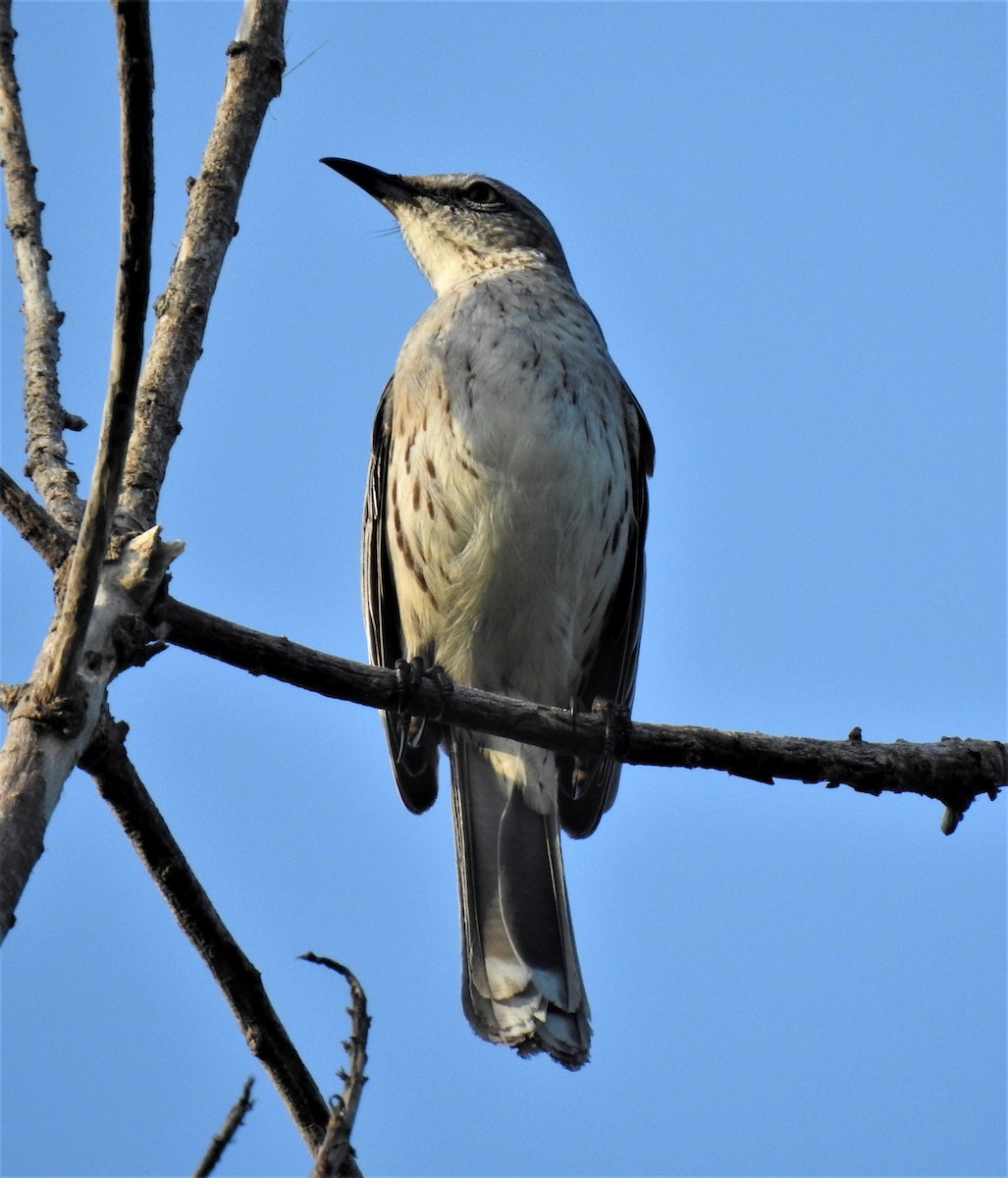 Bahama Mockingbird - david gabay