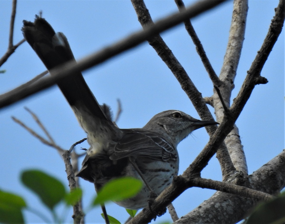 Bahama Mockingbird - david gabay