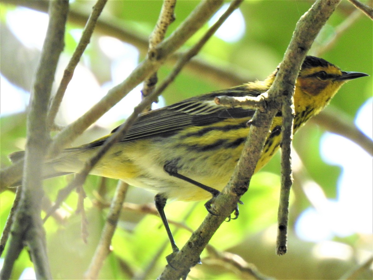 Cape May Warbler - ML223808301
