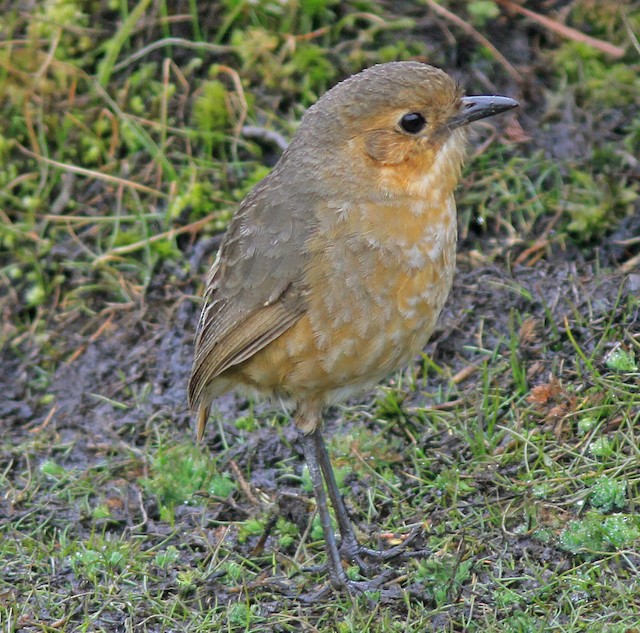 Lateral view (subspecies <em class="SciName notranslate">alticola</em>). - Tawny Antpitta - 