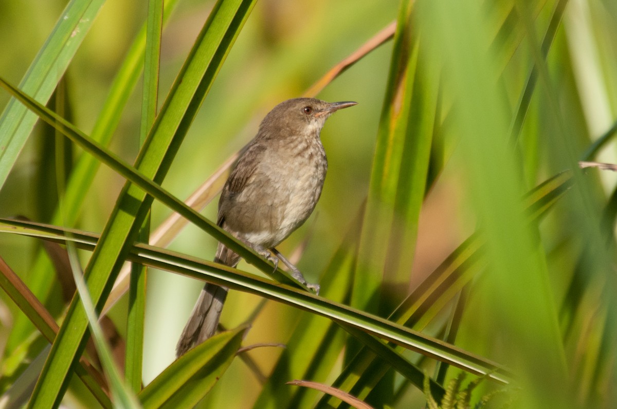 Madagascar Swamp Warbler - John C. Mittermeier