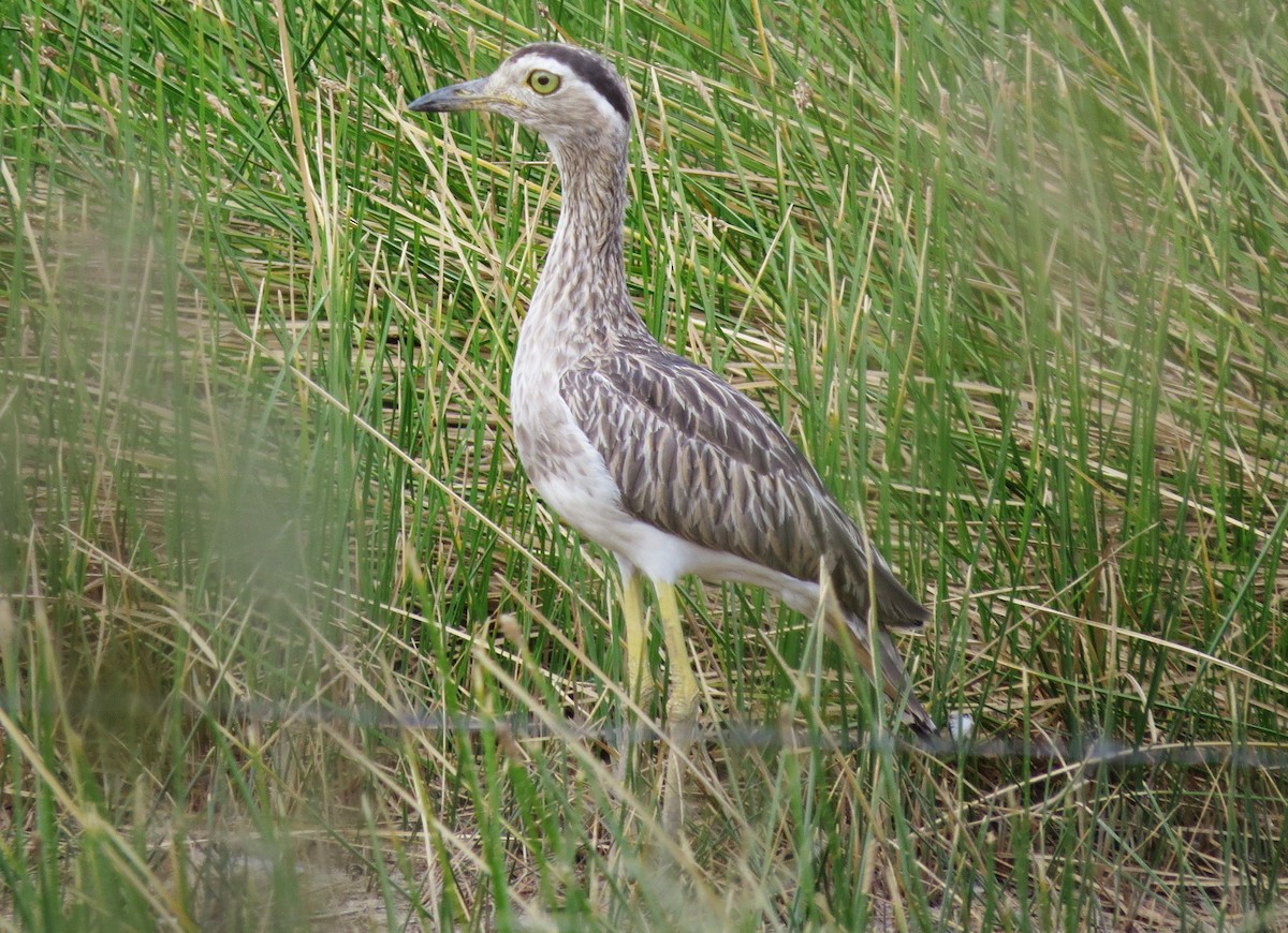 Double-striped Thick-knee - ML22381211