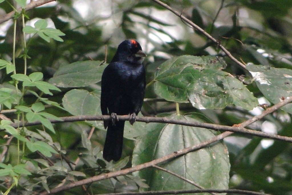Ruby-crowned Tanager - ML22381251