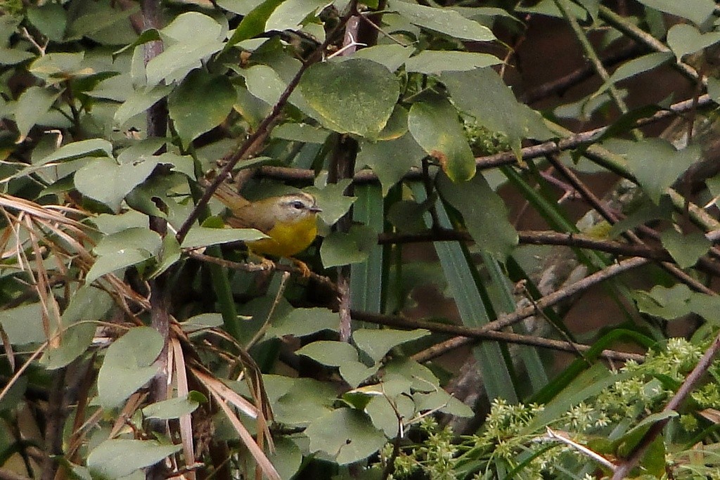 Golden-crowned Warbler - ML22381431