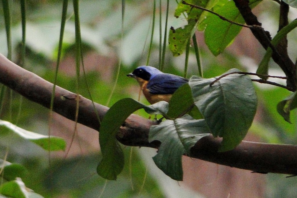 Fawn-breasted Tanager - ML22381461