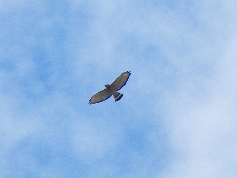 Broad-winged Hawk - ML223817081