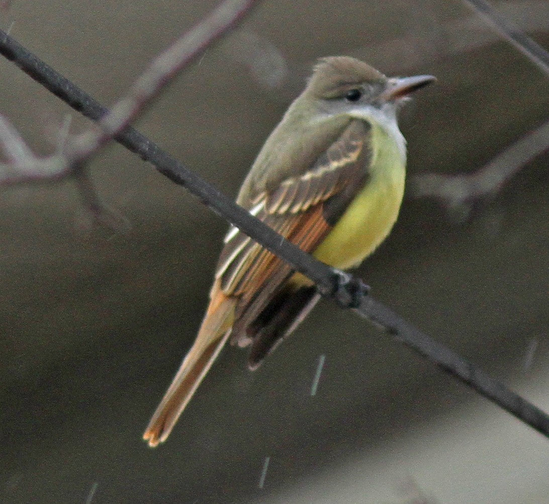 Great Crested Flycatcher - Larry Sirvio