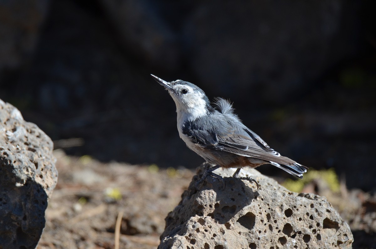 White-breasted Nuthatch - ML223818751